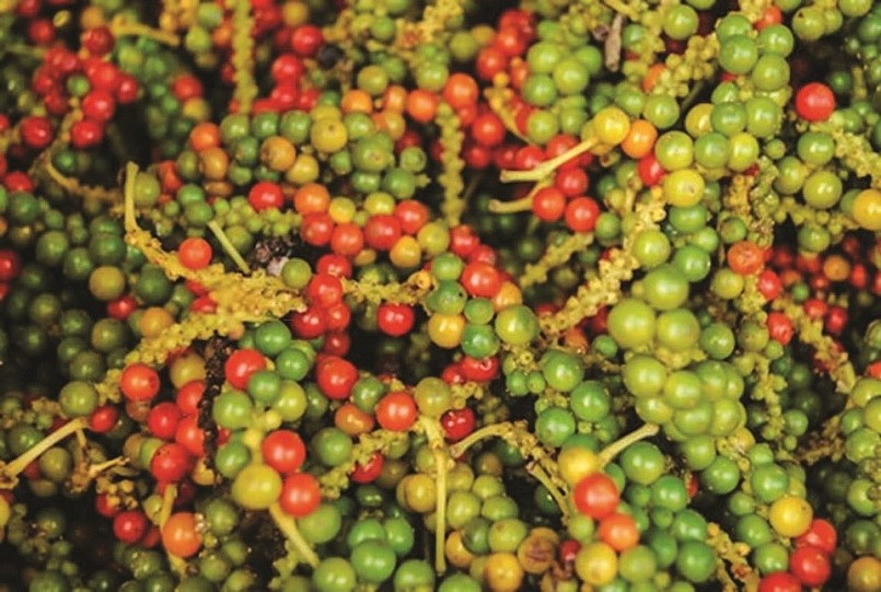Giá nông sản hôm nay 25/2: Cà phê và hồ tiêu liên tục tăng trong tuần qua