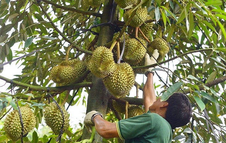   Nông dân tăng cường áp dụng khoa học kỹ thuật để nâng cao chất lượng trái sầu riêng