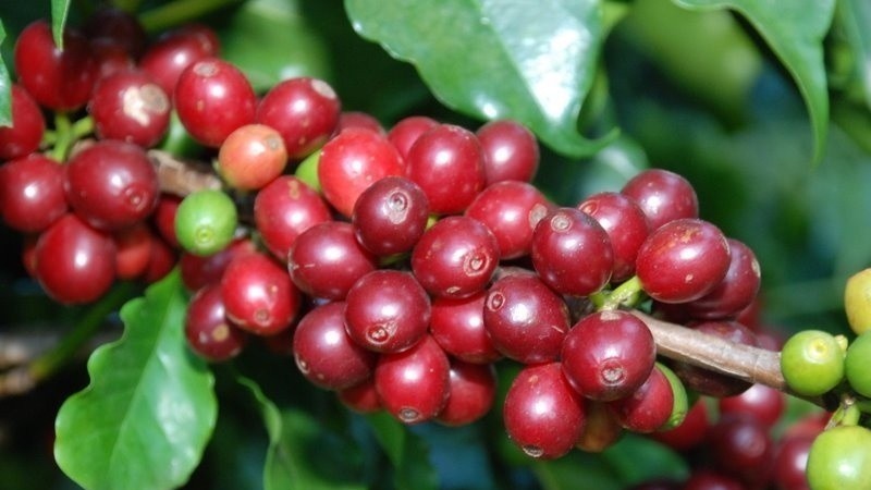Sức ép nguồn hàng từ Brazil, giá cà phê xuất khẩu biến động