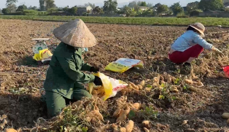 Nông dân xã Thanh An, huyện Điện Biên thu hoạch khoai lang.