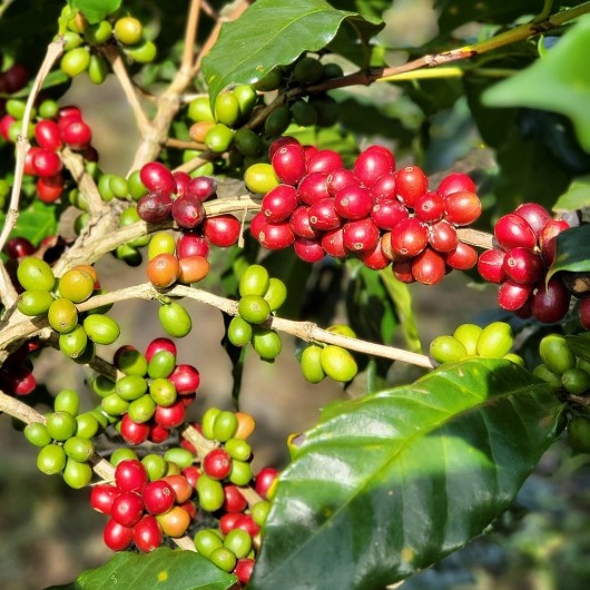 Giá nông sản hôm nay 27/2: Cà phê và hồ tiêu chưa có điều chỉnh mới