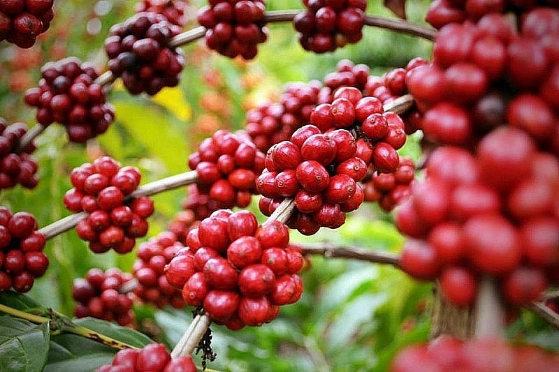 Xuất khẩu cà phê đạt gần 1 tỷ USD chỉ trong 45 ngày.