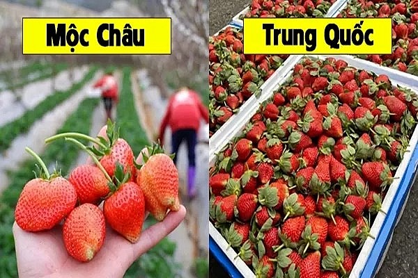 Cách phân biệt dâu tây Việt Nam và Trung Quốc