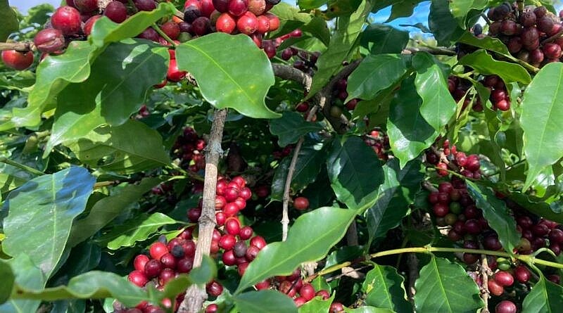 Giá nông sản hôm nay 2/3: Cà phê tiếp tục tăng, hồ tiêu quay đầu giảm