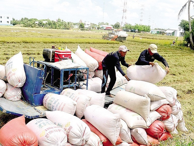 Xuất khẩu gạo hiện nay đang đứng trước cơ hội lớn