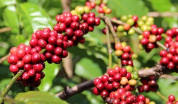 Giá nông sản hôm nay 3/3: Cà phê và hồ tiêu duy trì đà tăng