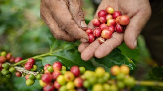 Nhà nhập khẩu Algeria “kết” cà phê Việt, cơ hội đẩy mạnh xuất khẩu