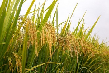 Giá lúa gạo hôm nay ngày 6/3: Điều chỉnh tăng với lúa