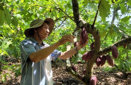 Việt Nam đang đứng trước “cơ hội vàng” để hồi sinh vùng trồng ca cao. Ảnh TTXVN