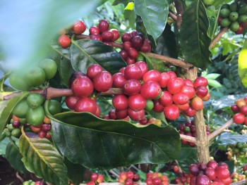 Giá nông sản hôm nay 8/3: Cà phê tiếp đà tăng mạnh, hồ tiêu giữ ổn định