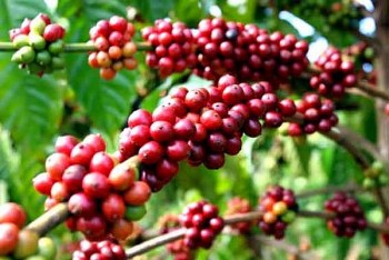 Giá nông sản hôm nay 9/3: Cà phê duy trì đà tăng, hồ tiêu quay đầu giảm