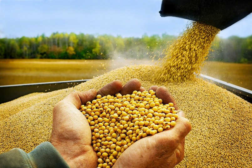Nhập khẩu một loại hạt từ thị trường Campuchia tăng trưởng hơn 1.300%