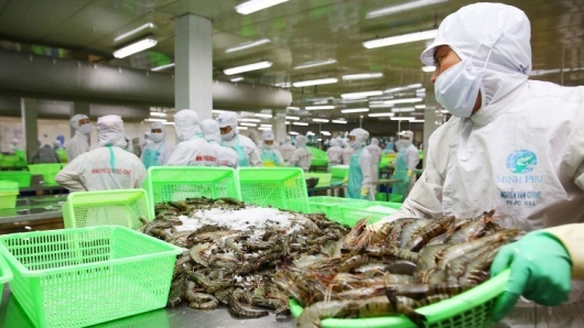 Xuất khẩu tôm nhiều triển vọng tại thị trường Nhật Bản