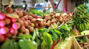 Việt Nam vượt Chile đứng thứ 2 về xuất khẩu rau quả sang Trung Quốc