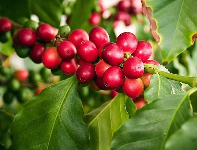 Giá nông sản hôm nay 11/3: Cà phê giữ ổn định, hồ tiêu điều chỉnh trái chiều
