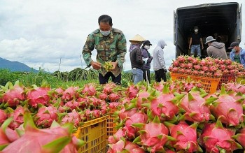 Bảo hộ thương hiệu: Giấy thông hành để  nông sản Việt vươn xa