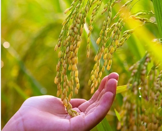 Giá lúa gạo hôm nay ngày 11/3: Tiếp tục xu hướng đi ngang