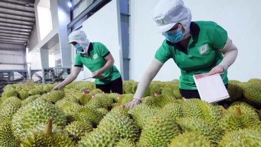 Cơ hội lớn xuất khẩu rau quả sang thị trường Trung Quốc