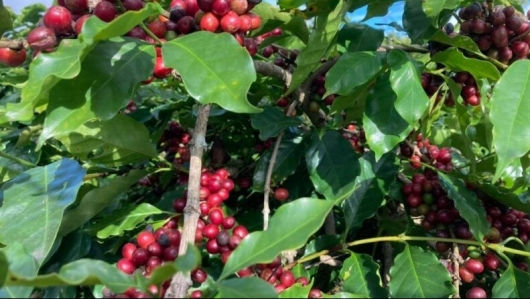 Giá nông sản hôm nay 13/3: Cà phê và hồ tiêu đồng loạt tăng