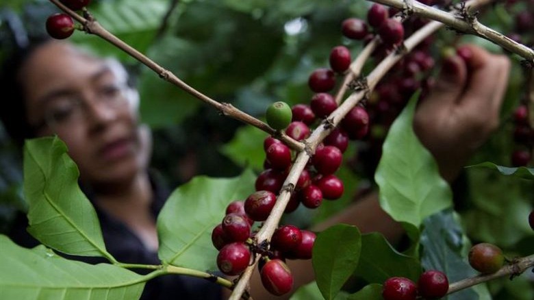 Người trồng tiêu, cà phê lãi lớn khi giá tăng vọt
