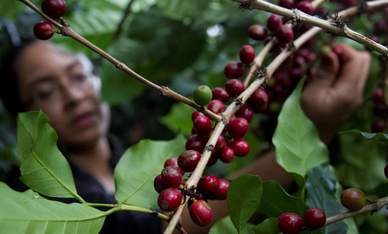 Người trồng tiêu, cà phê lãi lớn khi giá tăng vọt