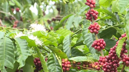 Sản xuất cà phê theo hướng hữu cơ tạo nên hệ sinh thái cà phê bền vững
