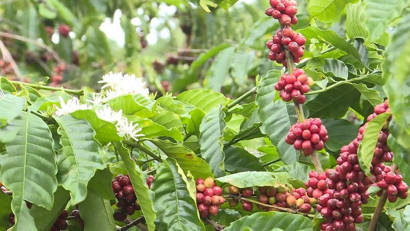 Sản xuất cà phê theo hướng hữu cơ tạo nên hệ sinh thái cà phê bền vững.