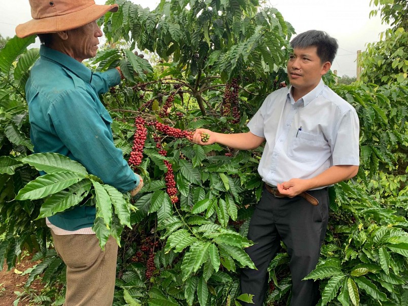 Mô hình sản xuất cà phê theo hướng hữu cơ có truy xuất nguồn gốc và liên kết theo chuỗi giá trị của HTX Nông nghiệp Thành Thái.