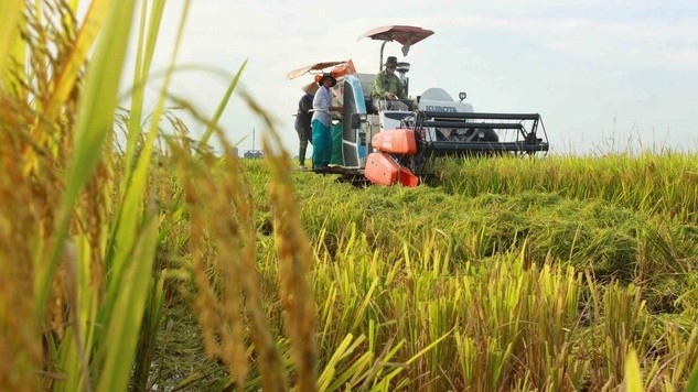 Một triệu hecta lúa chất lượng cao: Xây dựng hình ảnh ngành lúa gạo Việt "minh bạch, trách nhiệm, bền vững"
