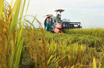 Một triệu hecta lúa chất lượng cao: Xây dựng hình ảnh ngành lúa gạo Việt 