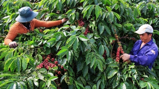 Xuất khẩu cà phê có thể đạt 5 tỉ USD trong năm 2024
