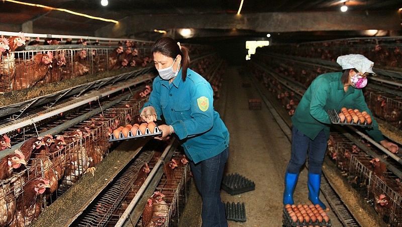 Thu hoạch trứng gà tại một trang trại chăn nuôi ở xã Thủy Xuân Tiên (huyện Chương Mỹ).  Ảnh: Trọng Hiếu
