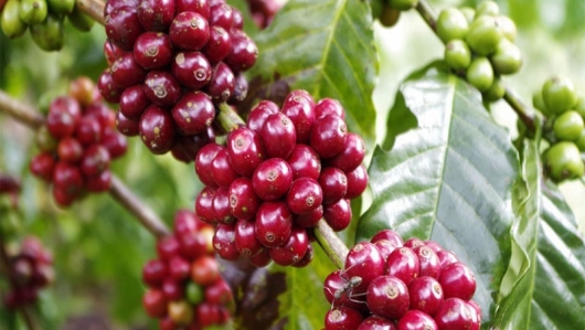 Nguồn cung thấp đẩy giá cà phê lên sát mốc 100.000 đồng/kg