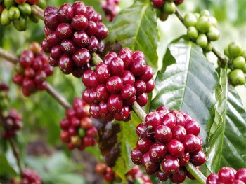 Nguồn cung thấp đẩy giá cà phê lên sát mốc 100.000 đồng/kg