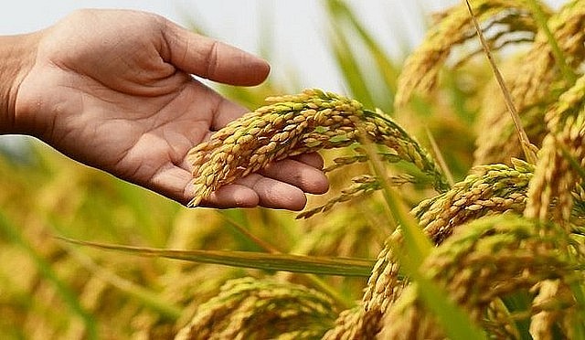 Thị trường lúa gạo giao dịch sôi động phiên đầu tuần.