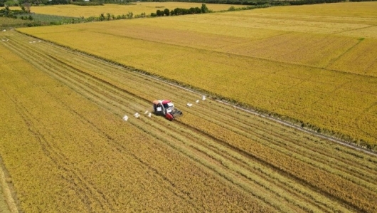 Đề xuất đầu tư gần 9.000 tỷ đồng trồng lúa phát thải thấp, chất lượng cao