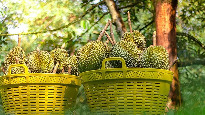 30 lô sầu riêng Việt Nam xuất khẩu bị cảnh báo: Cần làm gì để trái sầu riêng tạo thị trường bền vững?