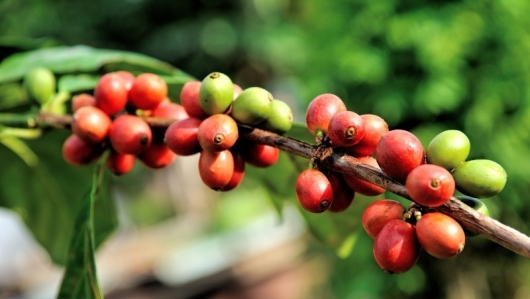 Giá cà phê tăng vọt đẩy doanh nghiệp chế biến vào thế khó
