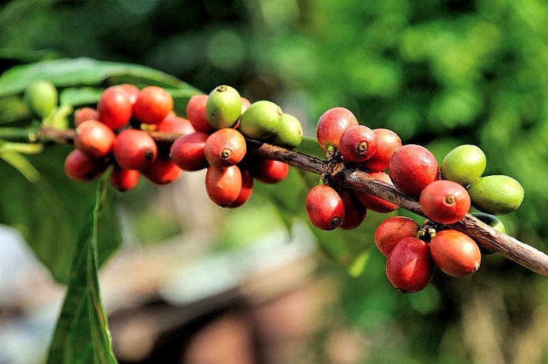 Giá cà phê tăng vọt đẩy doanh nghiệp chế biến vào thế khó.