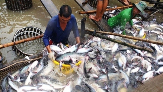 Đề nghị Brazil thay đổi tiêu chuẩn nhập khẩu thủy sản của Việt Nam
