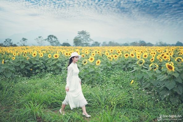 Đồng cỏ rộng hàng ngàn ha mãn nhãn ở Nghệ An “đốn tim” du khách