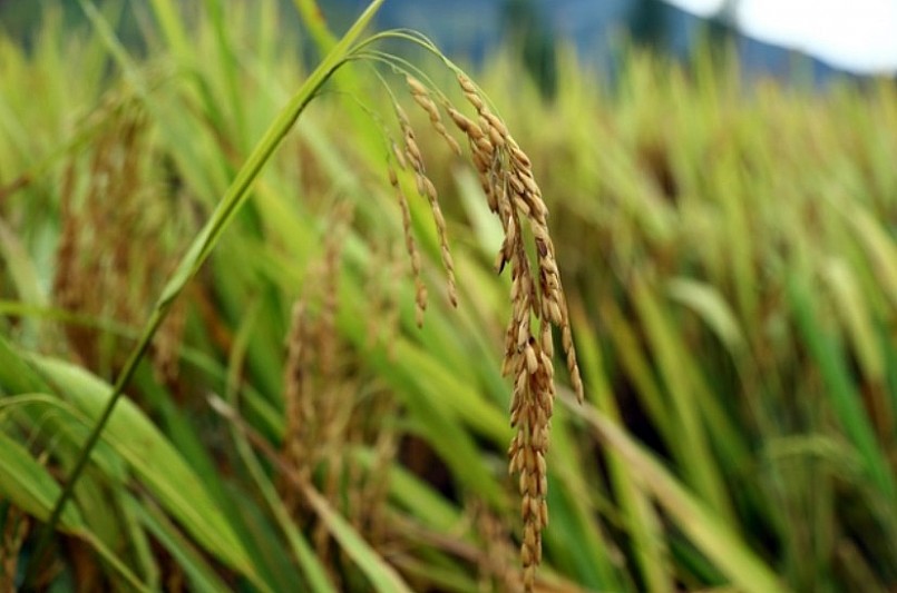 Liên kết sản xuất trong ngành lúa gạo- Giải pháp đường dài cho xuất khẩu bền vững.