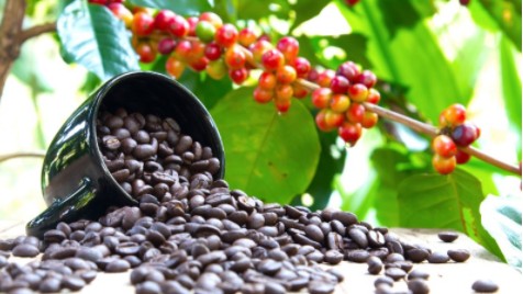 Giá nông sản hôm nay 25/3/2024: Cà phê giữ ổn định, hồ tiêu đồng loạt tăng
