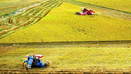 Thách thức và cơ hội đối với sản xuất nông nghiệp vùng Đồng bằng sông Cửu Long