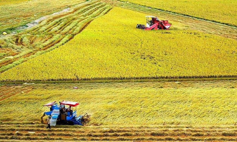 Thách thức và cơ hội đối với sản xuất nông nghiệp vùng Đồng bằng sông Cửu Long.