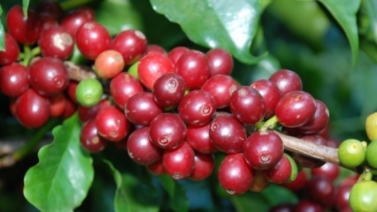 Giá nông sản hôm nay 26/3: Cà phê tăng mạnh, hồ tiêu không có thay đổi
