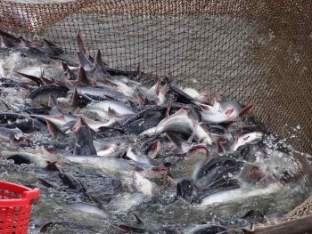 Mỹ tăng nhẹ thuế chống bán phá giá cá tra Việt Nam