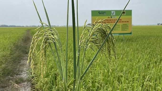 Chương trình Canh tác thông minh của Phân bón Bình Điền giúp người trồng lúa nâng cao năng suất