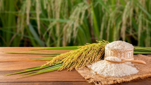 Giá lúa gạo hôm nay ngày 26/3: Lúa gạo biến động trái chiều