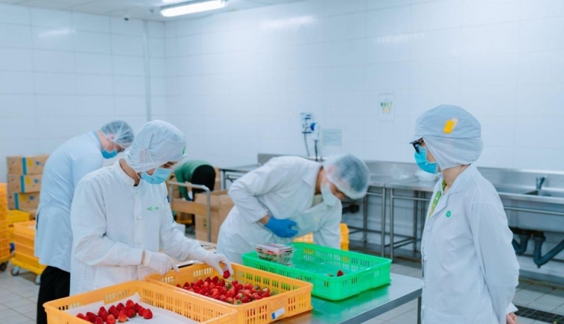 Dâu tây phân loại tại kho của Công ty cổ phần xuất nhập khẩu Danko tại Hà Nội.Ảnh: Nguyễn Hương